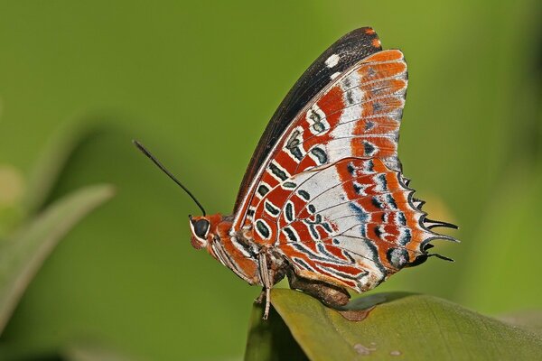 Longues antennes de papillon sur une feuille verte