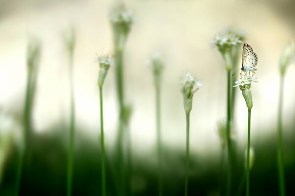 Farfalla sul fiore. Riprese macro