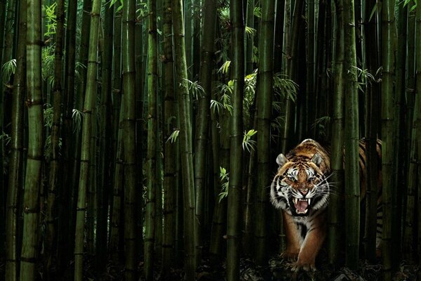 Tigre grognant en bambou vert