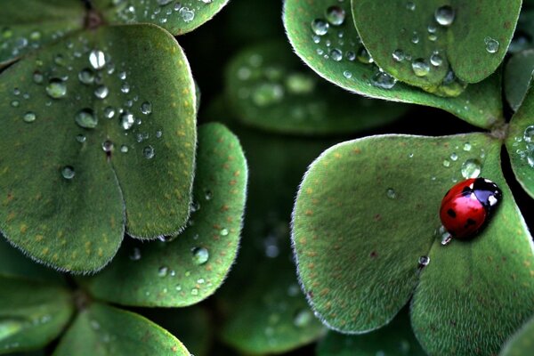 Coccinella seduta su una foglia dopo la pioggia