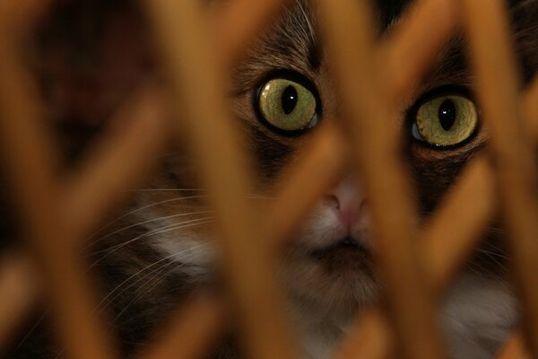 Глаза кота через заборчик из дерева