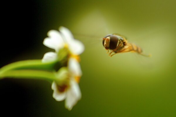 Bee as a part of green nature