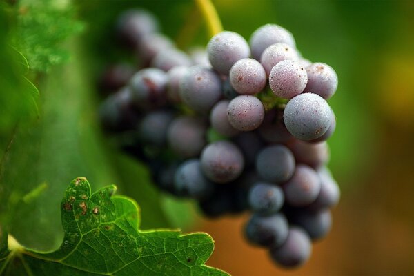 Un racimo de uvas oscuras en el fondo de sus propias hojas