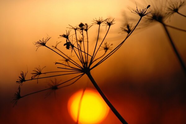 Inflorescence of umbelliferae in the sunset sky