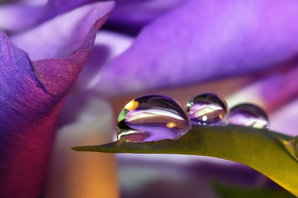 Foglia viola, goccioline di rugiada su filo d erba e petali