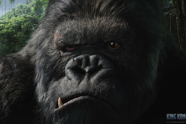 The piercing gaze of a fantastic King Kong