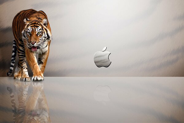 Riflessione della tigre su sfondo grigio con mela