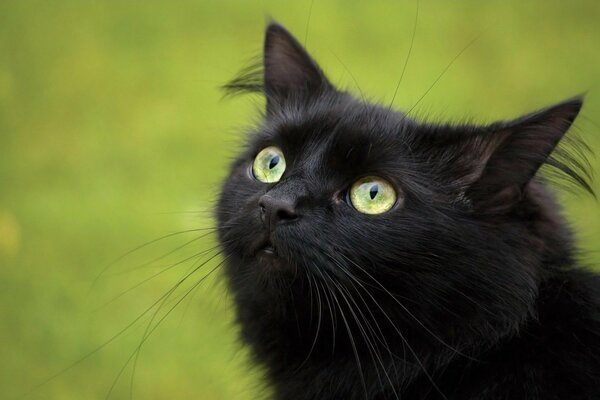 Gato negro con ojos verdes