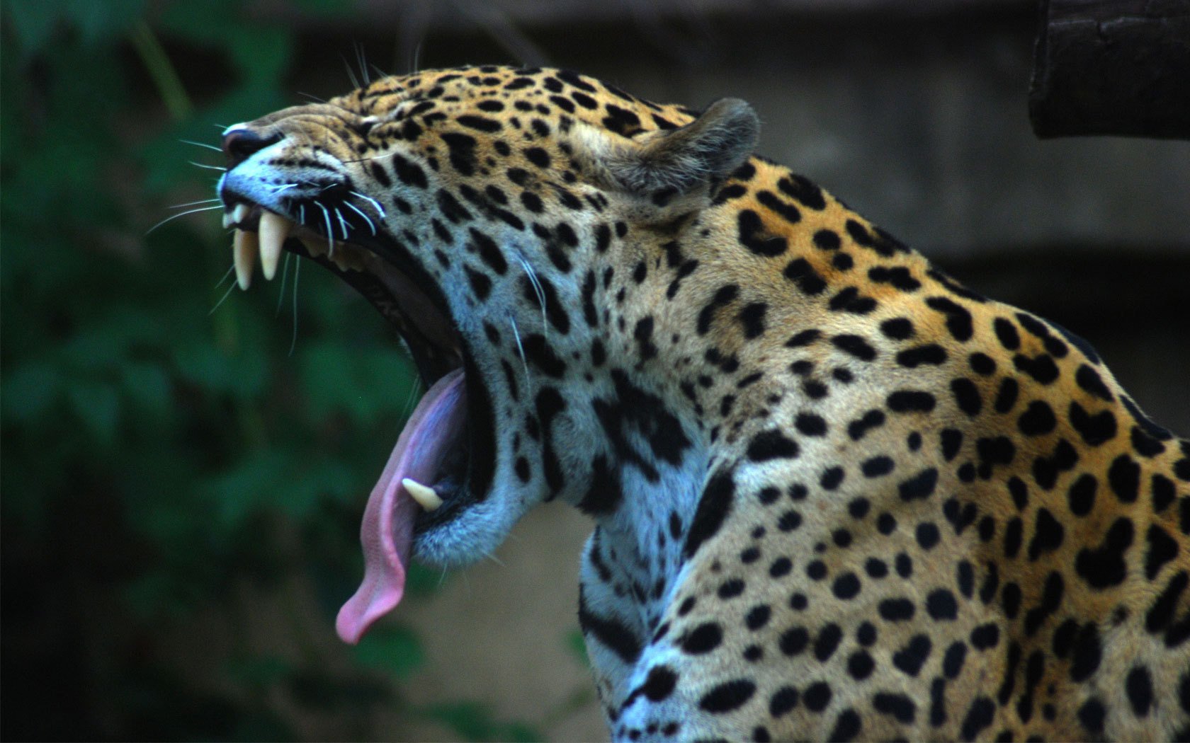 dumped language unhinge my mouth jaguar animals predators cat grin