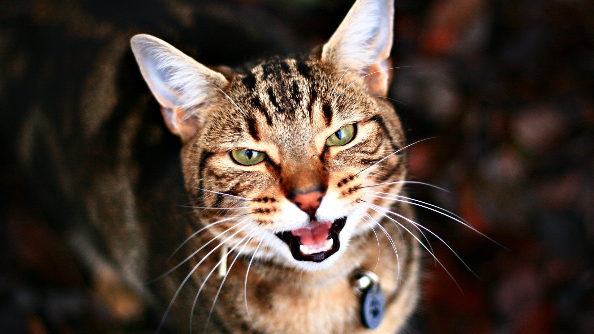 gato descontento collar animales mirada gato ojos