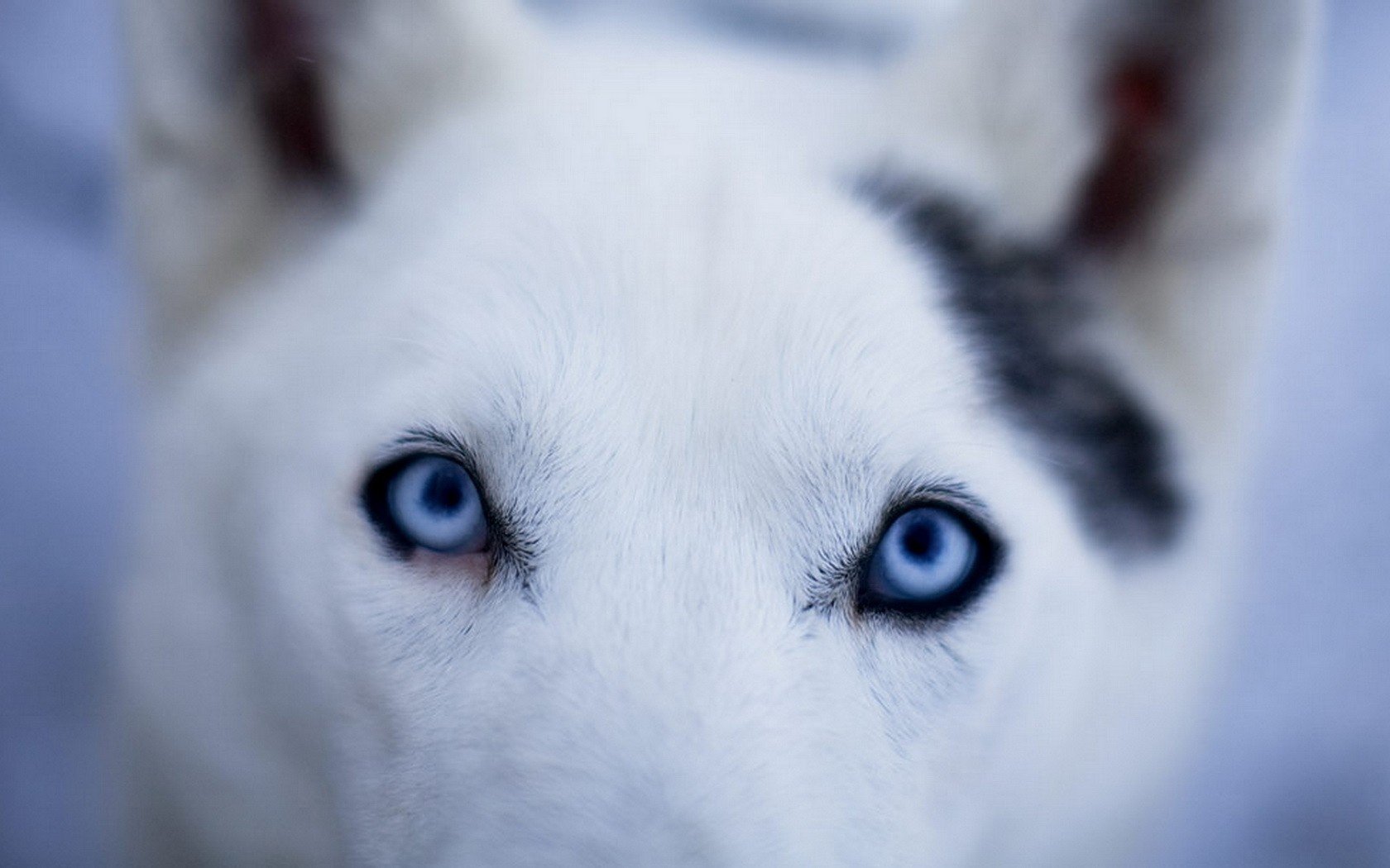 hundeschnauze gute augen helles fell hunde blick augen