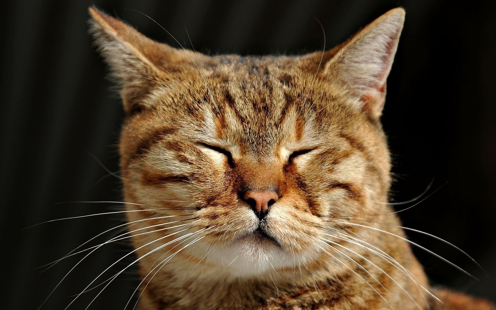 plissé roux chat animaux sommeil félin