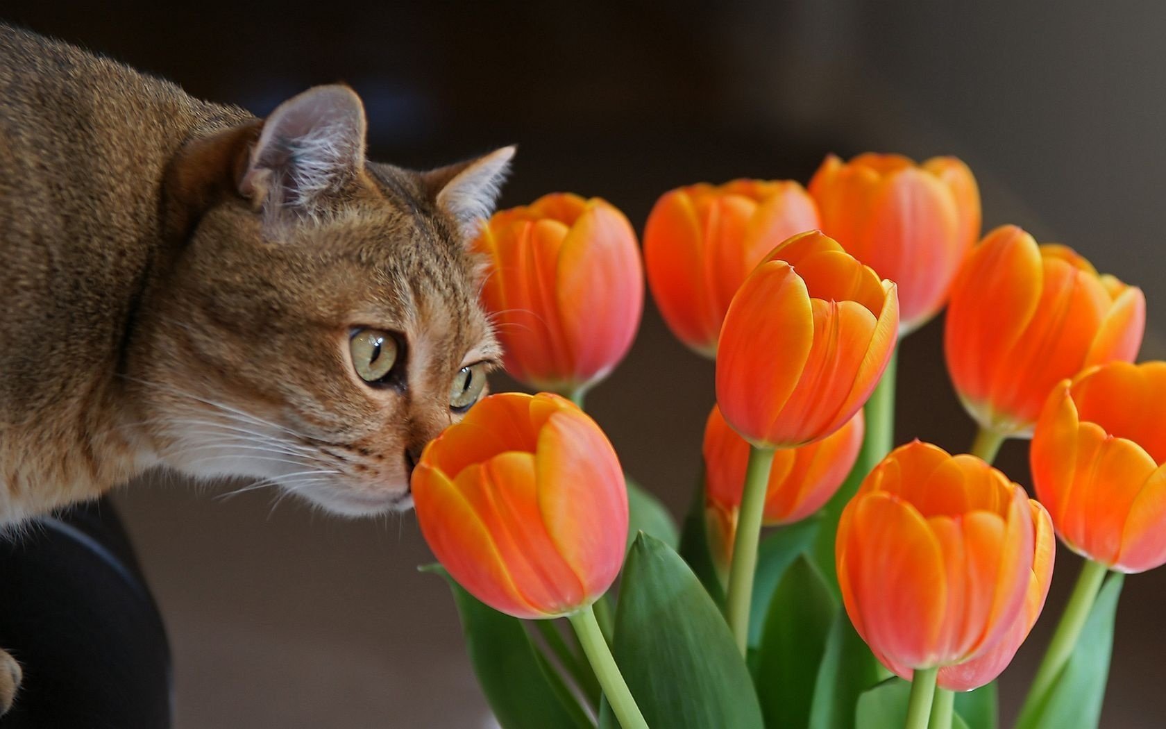 flowers tulips cat animals gaze feline eye