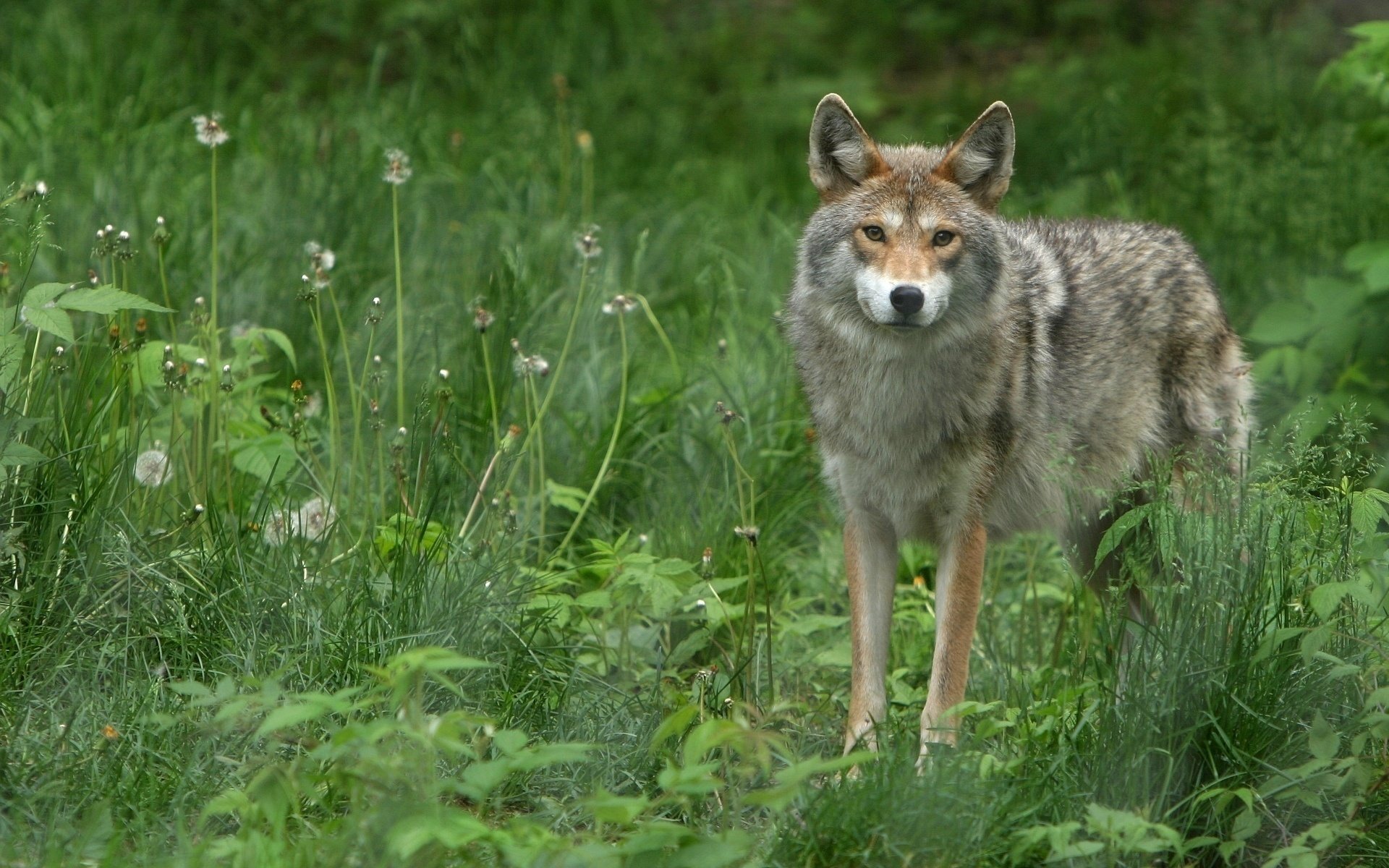 primavera lobo gris vida silvestre lobos mirada