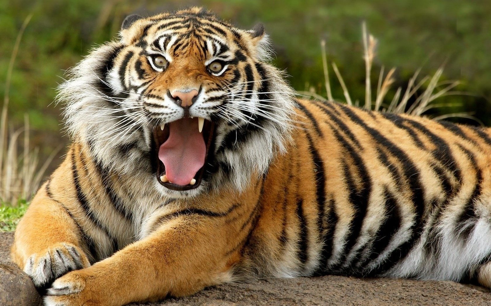 nun gesichter tiger katze tiere raubtiere blick grinsen katzenaugen augen