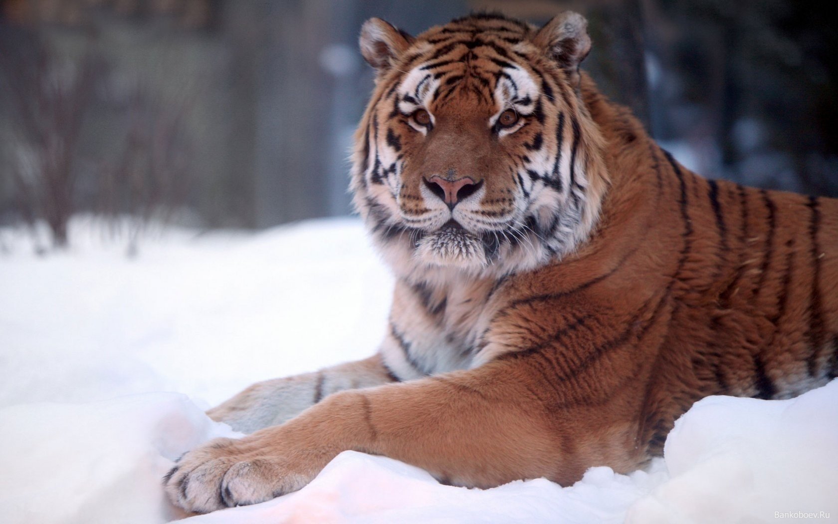 winter schneeverwehungen gestreifte katze tiger tiere raubtiere blick katze augen