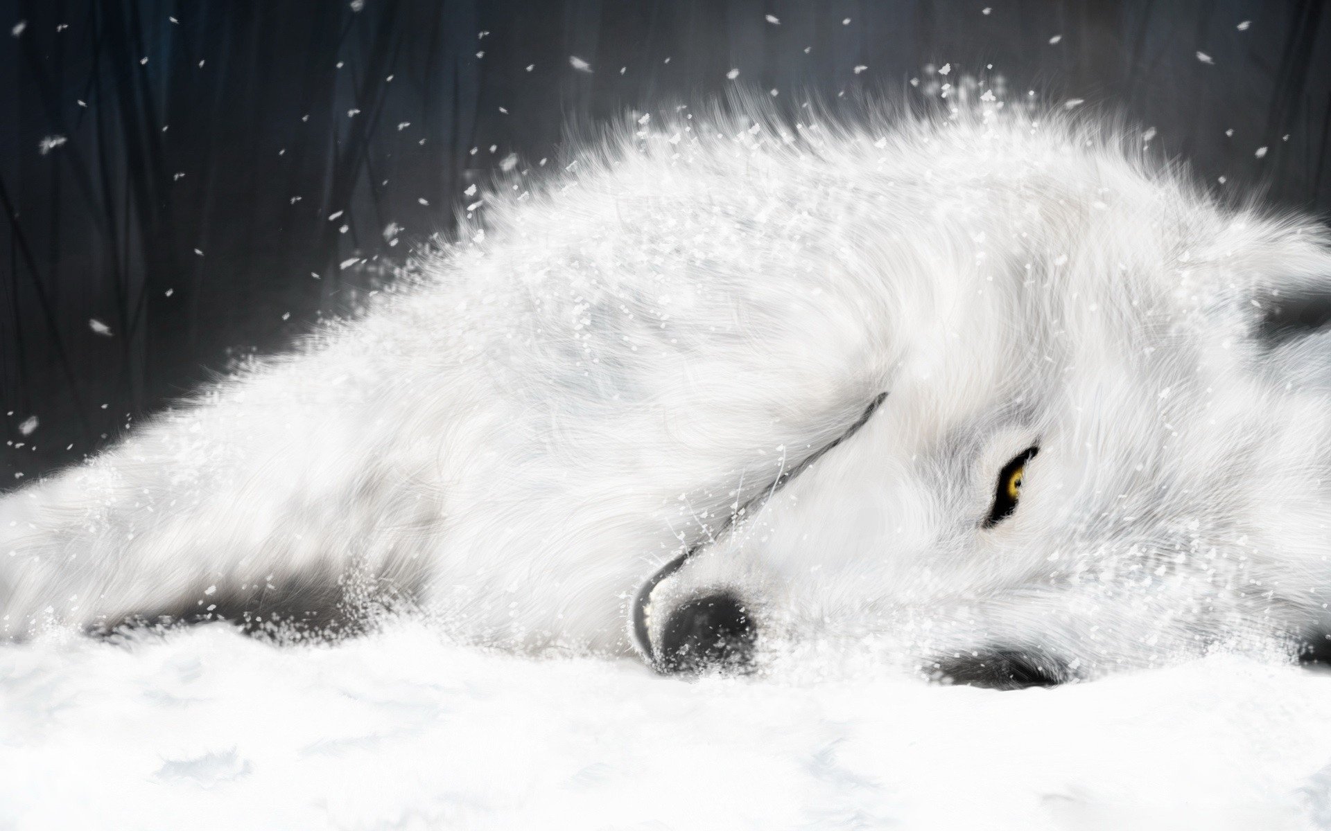 white coat wolf snow winter