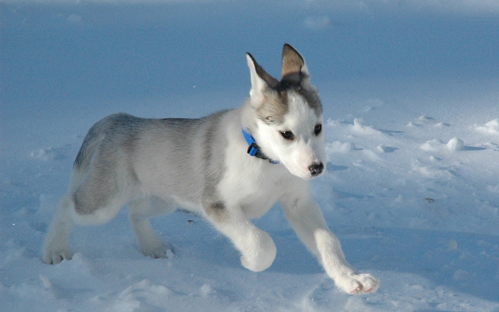 chiot husky museau allongé yeux bleus courir chiens chiots