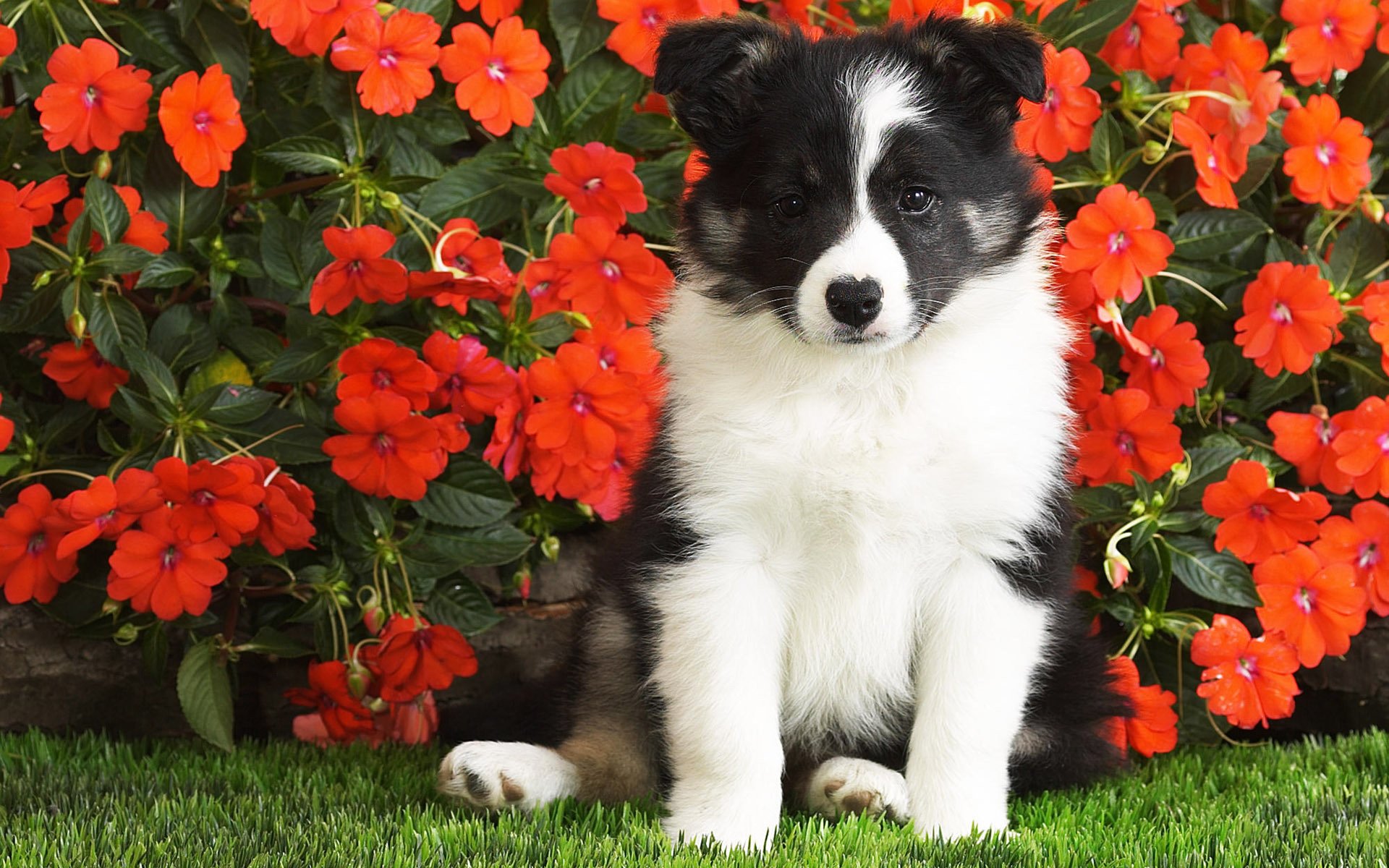 blumen welpe schwarzweiß verloren hunde blick