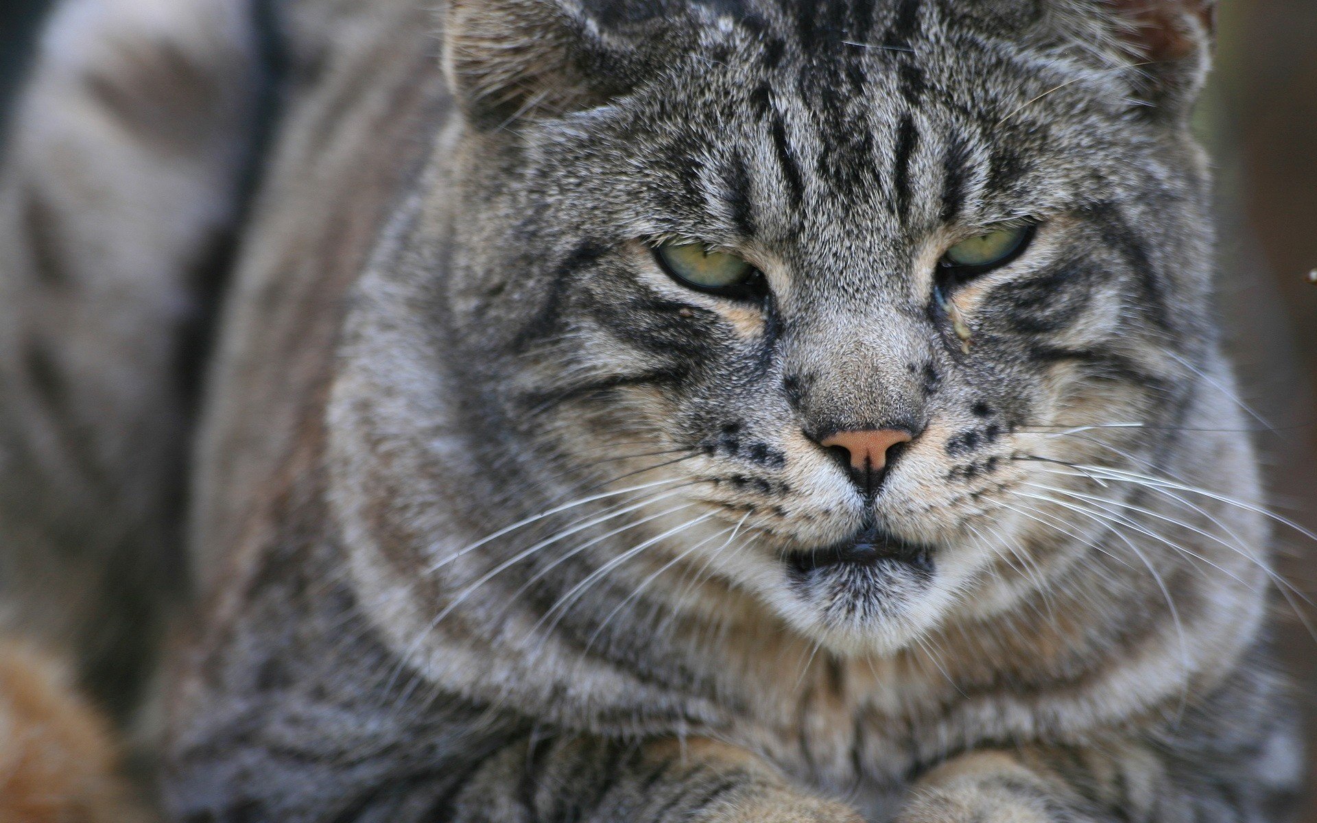 gestreifte katze große größen rosa auslauf tiere raubtiere aussehen katze augen makro schwarzweiß