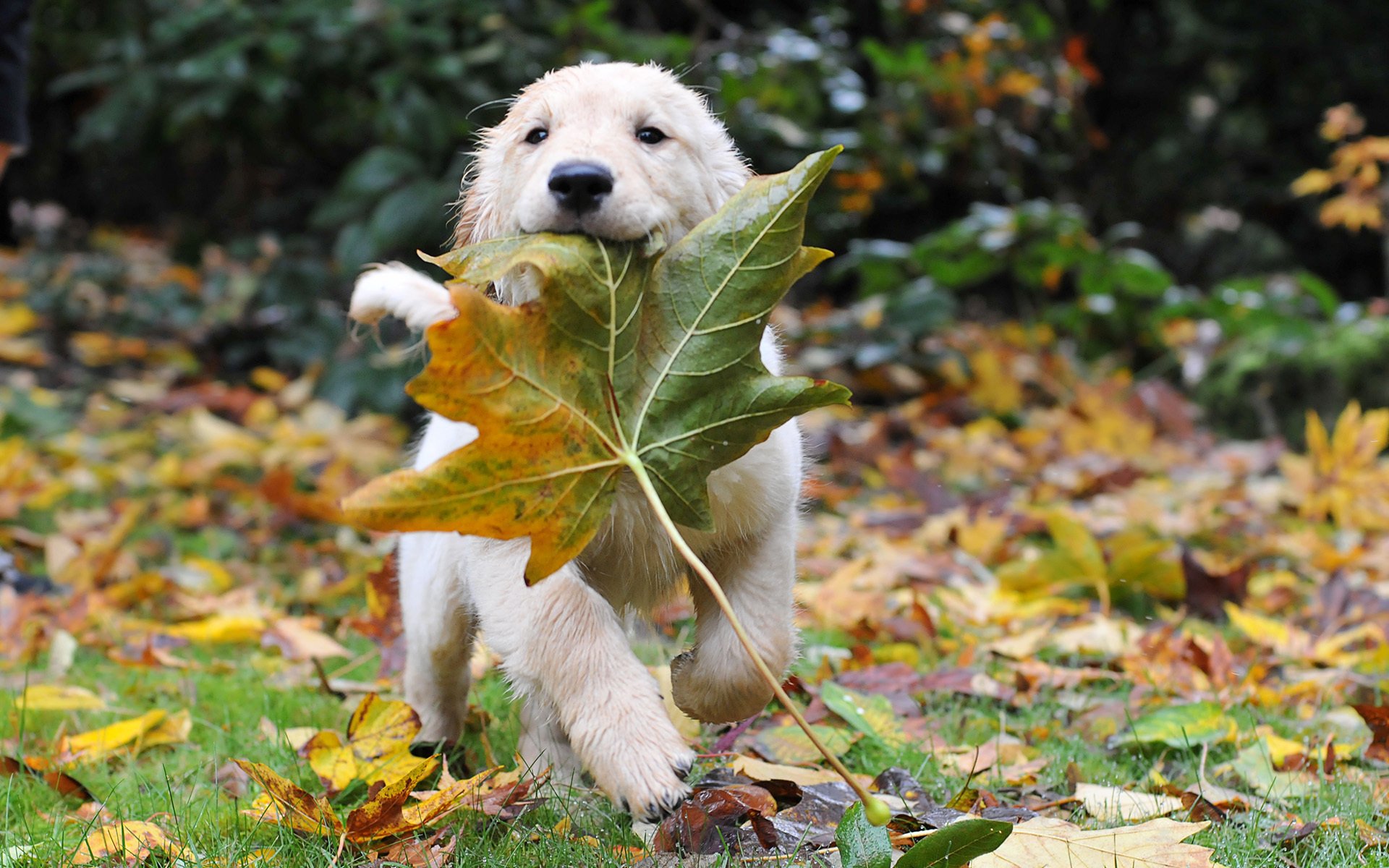 muso soddisfatto cucciolo gioco foglia d acero cani