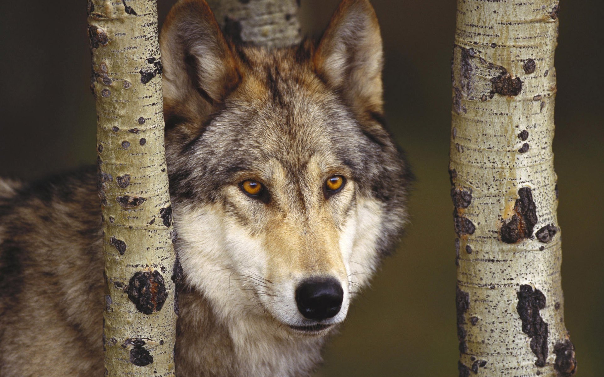 birch trunks wolf face grey wolves look