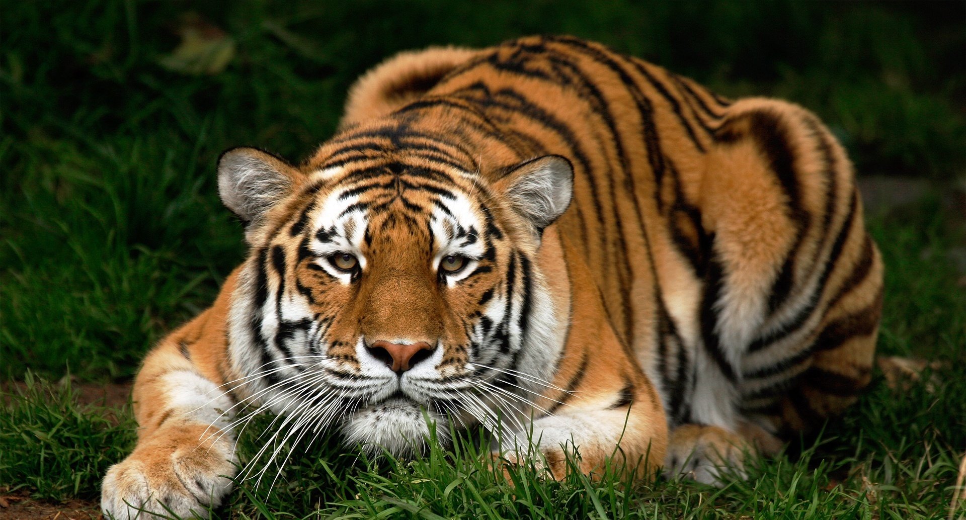 wichtige augen böse schnauze tiger tiere raubtiere blick katzenaugen