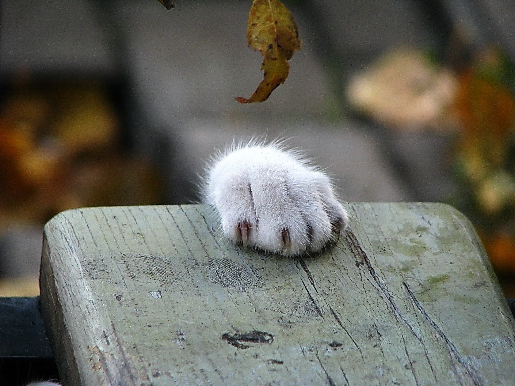 pata de gato tienda otoño