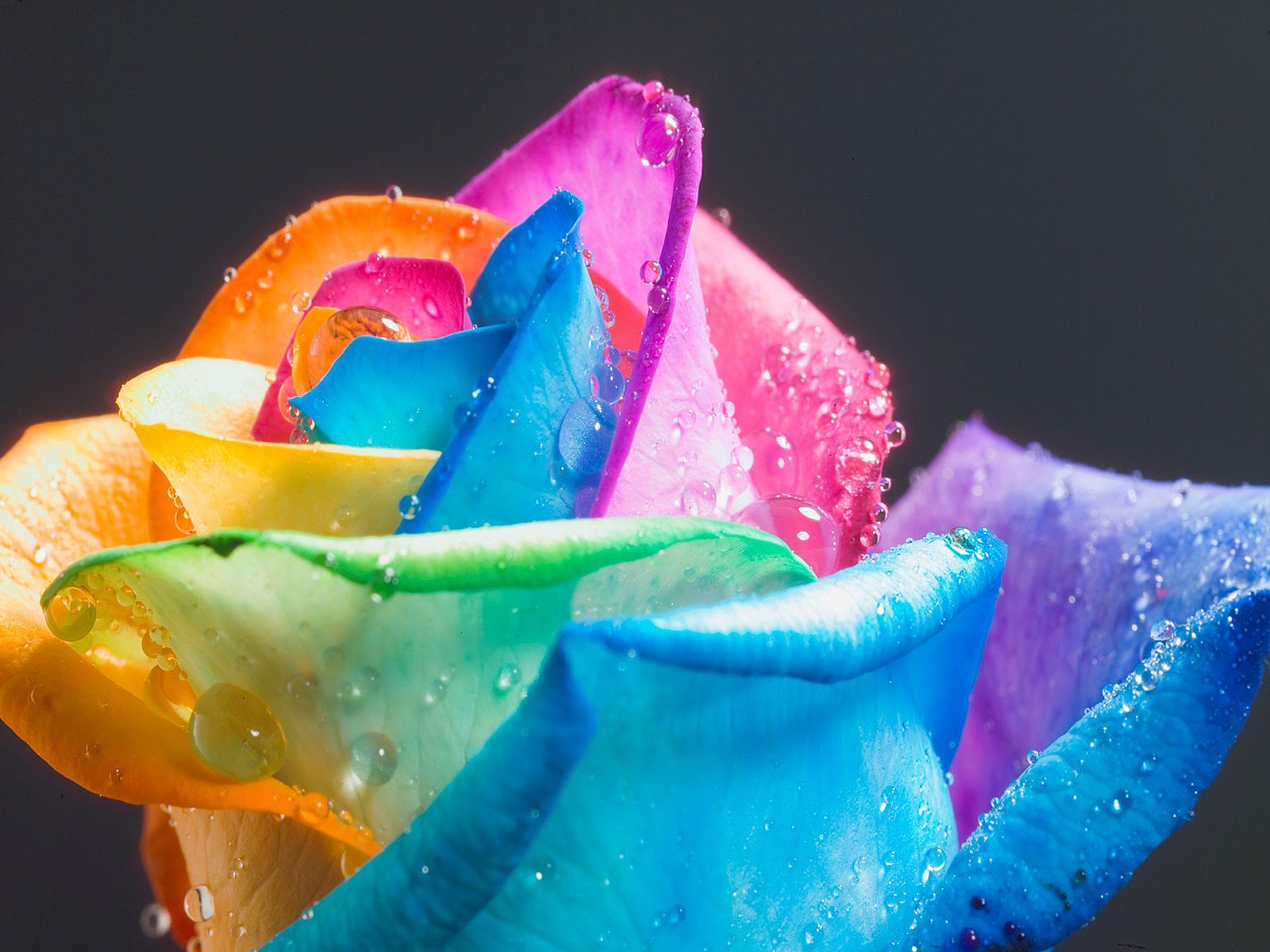 rainbow rose rose roses flower uncommon