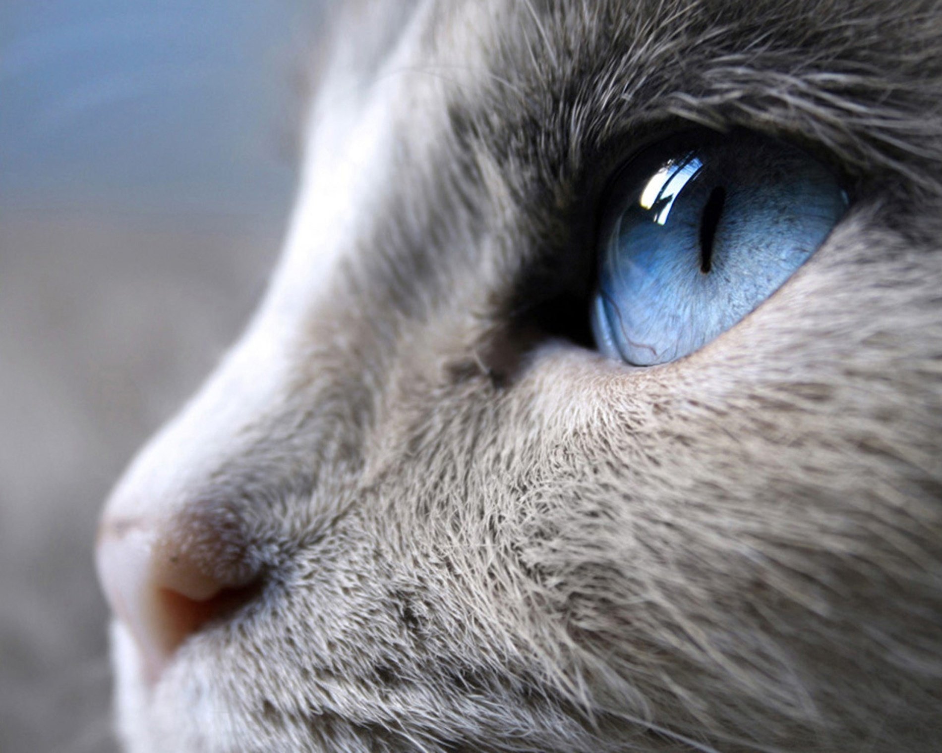 katzen graues fell blaue augen auslauf tiere aussehen katzenaugen augen makro