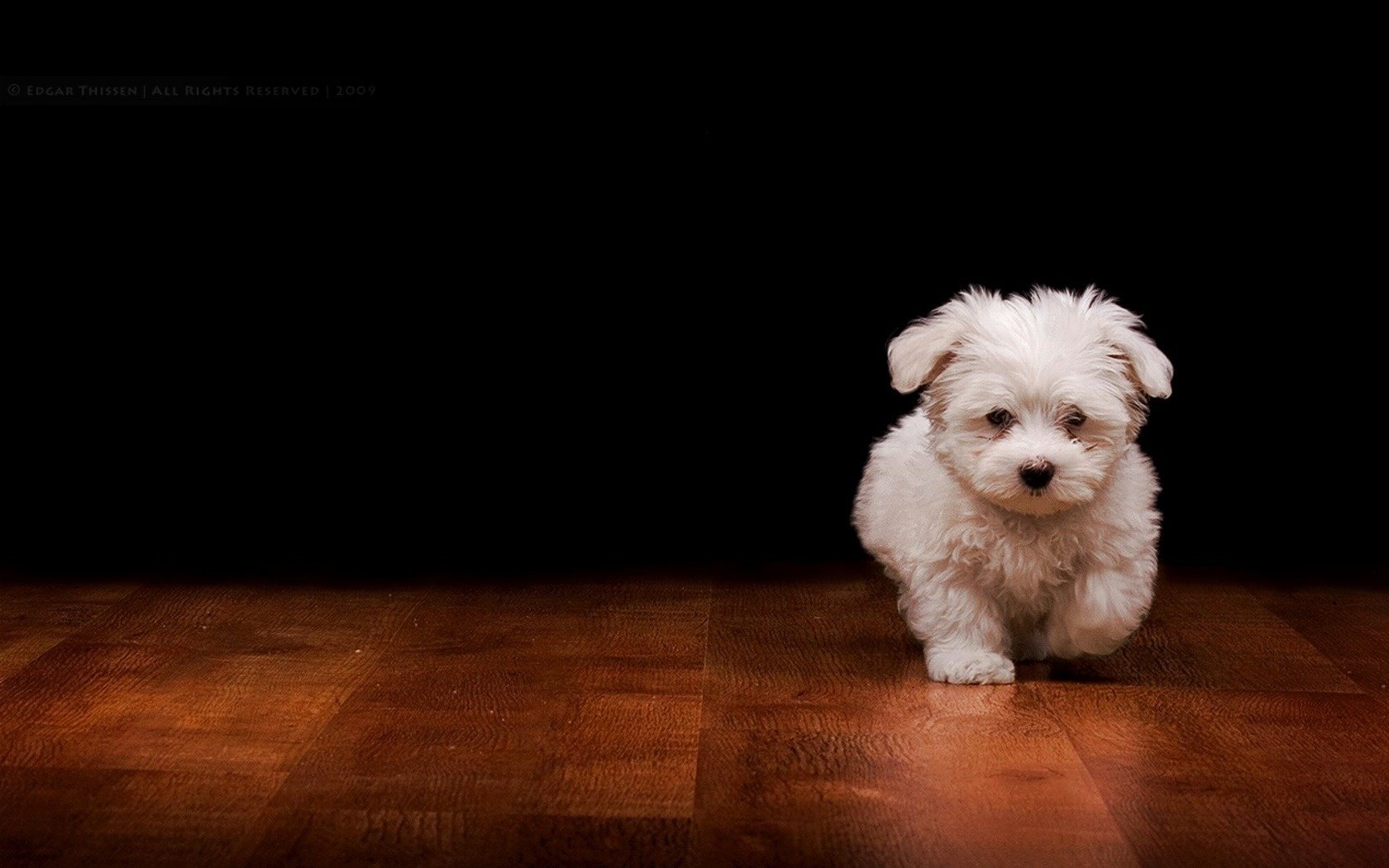 cane fresco parquet movimento cani cuccioli cane cane pelo orecchie pavimento sfondo scuro sfondo nero fedeltà comfort sguardo cucciolo carino