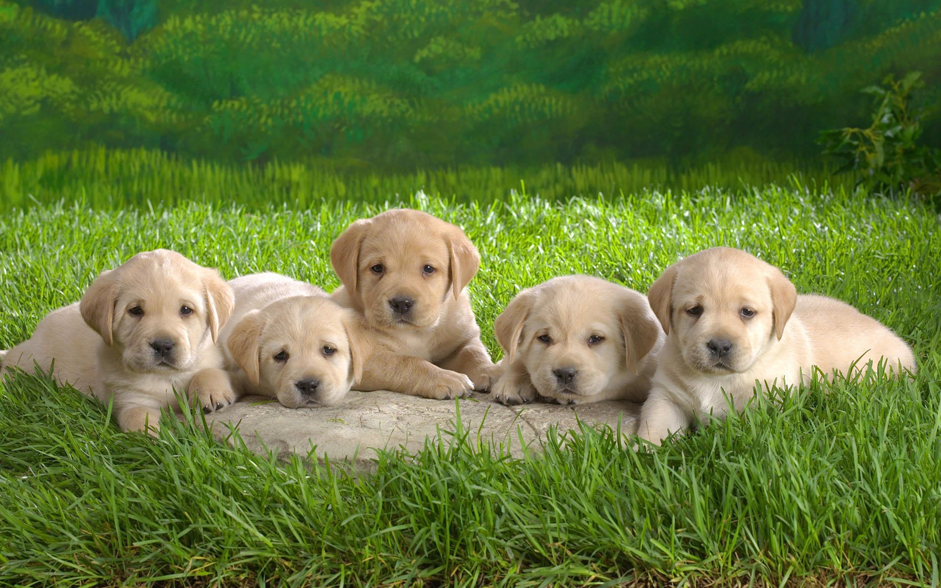 herbe verte chiots petites miettes chiens