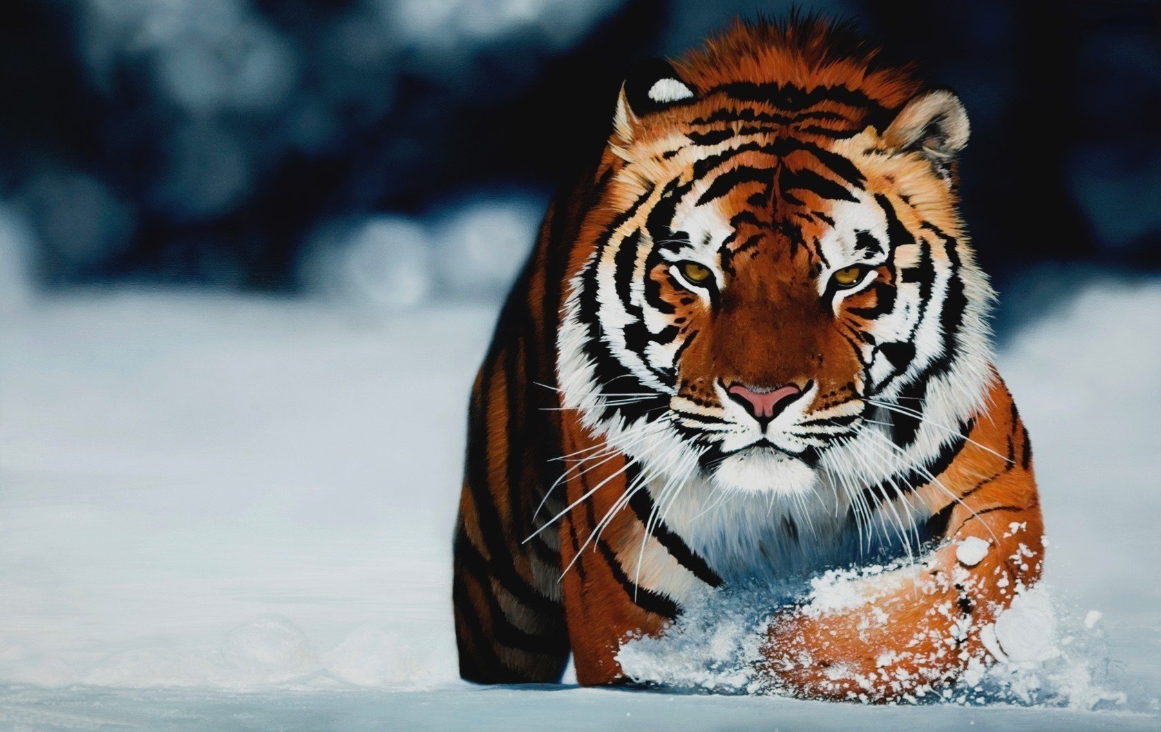 the striped predator snow winter animals predators look cat eye