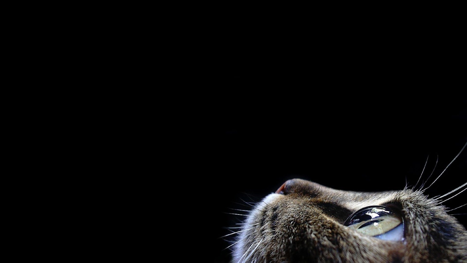 katze katzen maulkorb gute augen dunkler hintergrund tiere blick katze augen makro