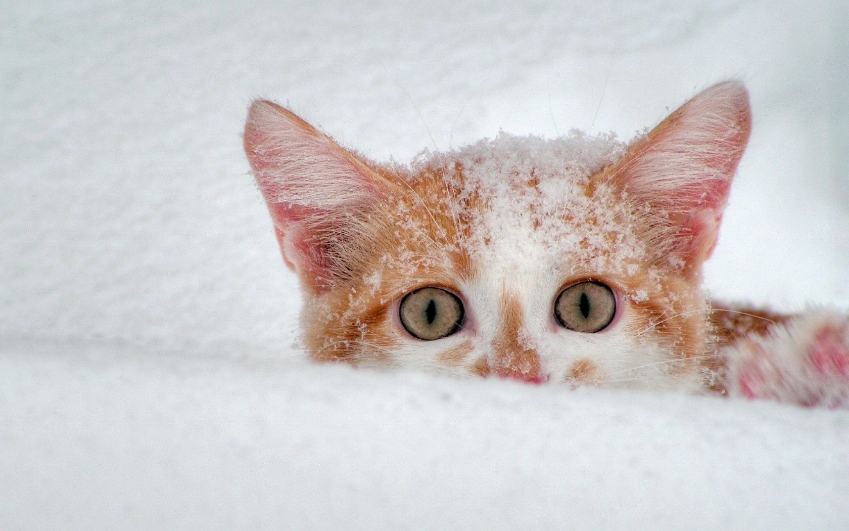 hiver chat roux neige animaux vue félin yeux gros plan