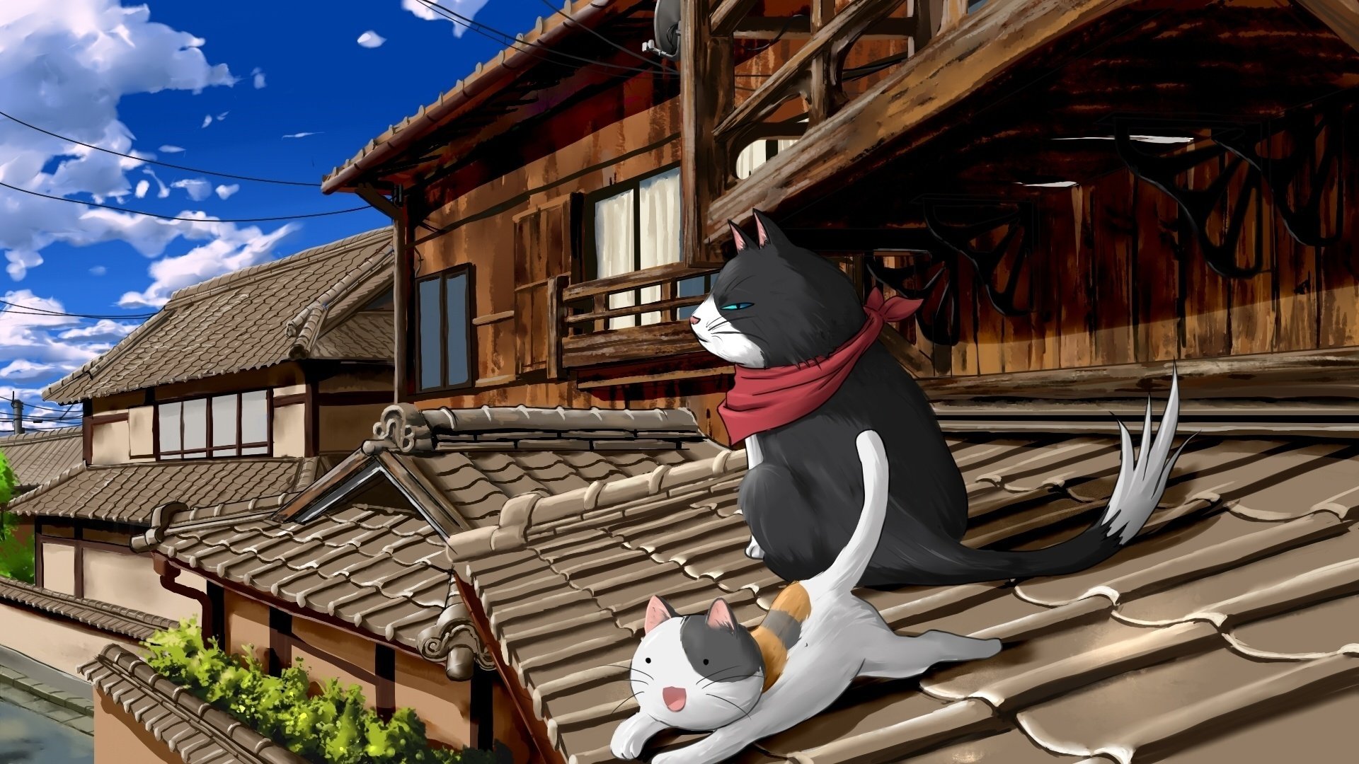 roof summer seals drawings animals cat