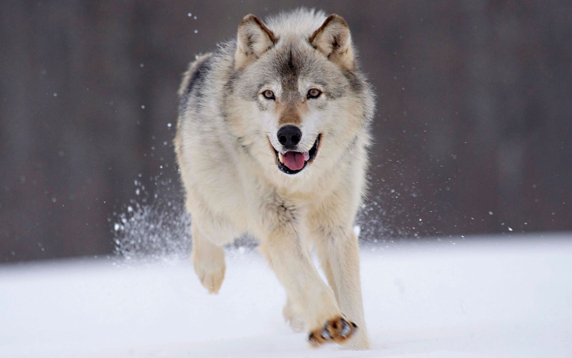 geschwindigkeit schnee winter weißer wolf wölfe blick