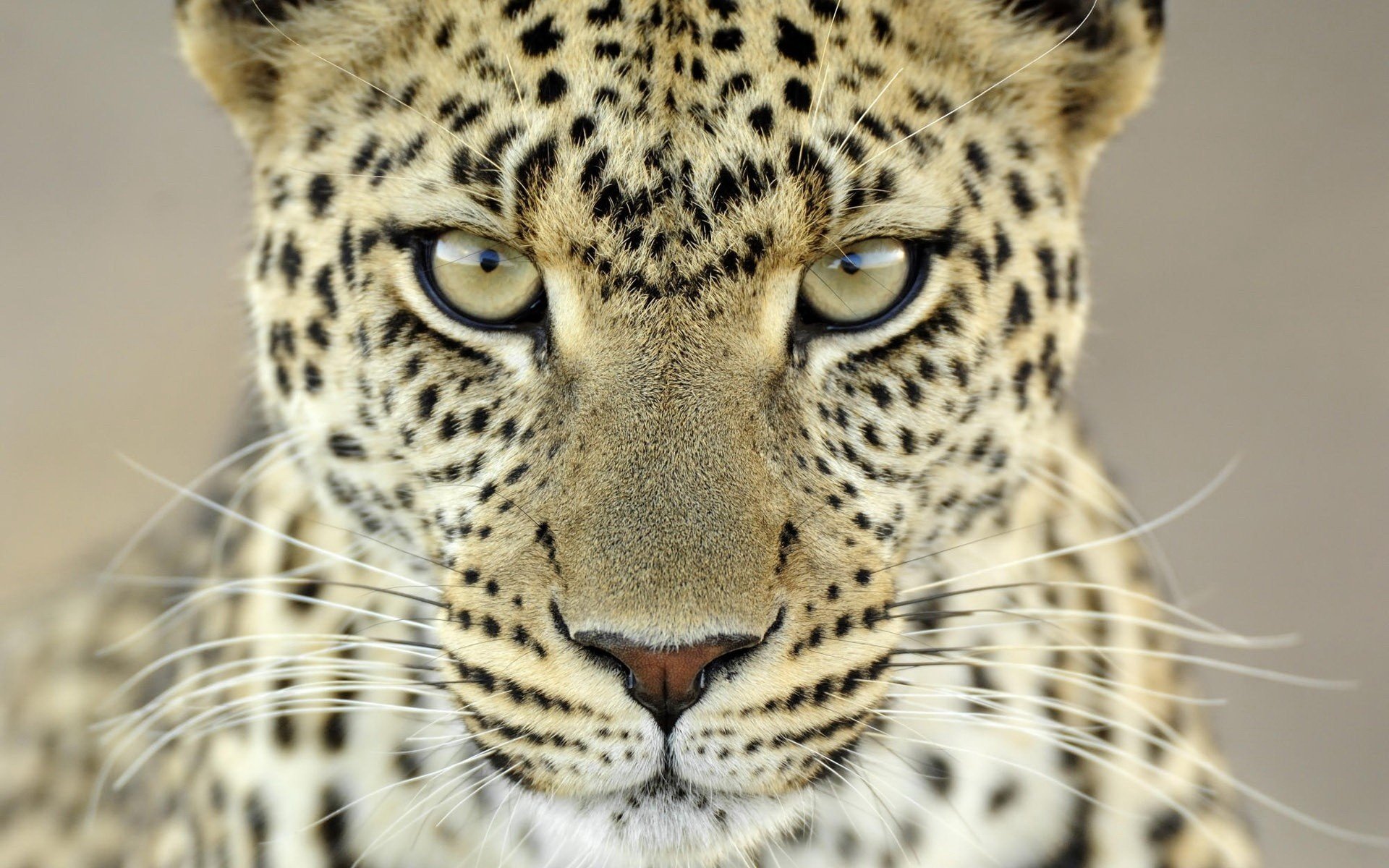 leopard gewaltiger blick helle farbe tiere raubtiere aussehen katze augen makro