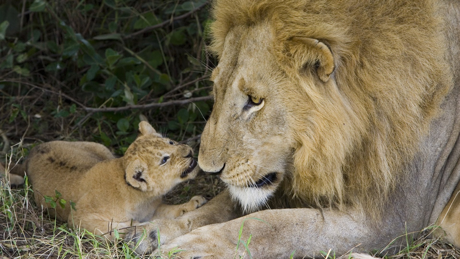 papa rey bestia cachorro de león animales depredadores felino vista ojos