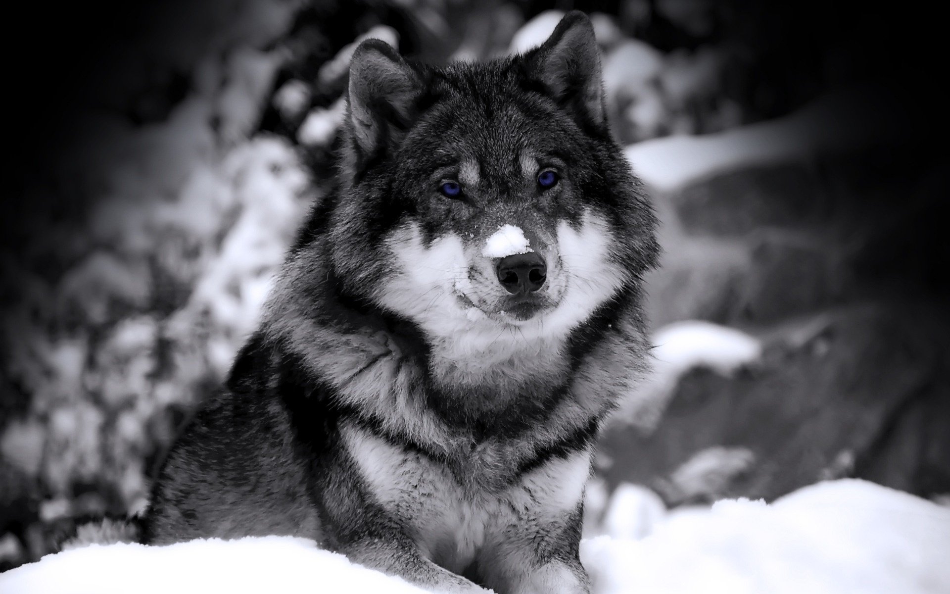 schnee auf der nase wolf blaue augen blick