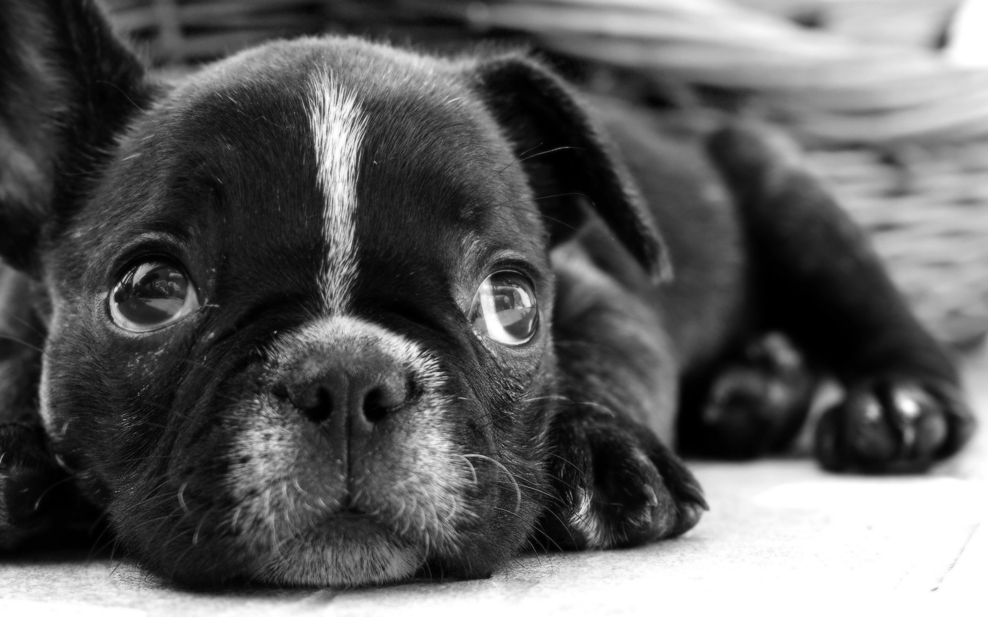 français chiot laine noire bons yeux chiens regard bouledogue tigre bande