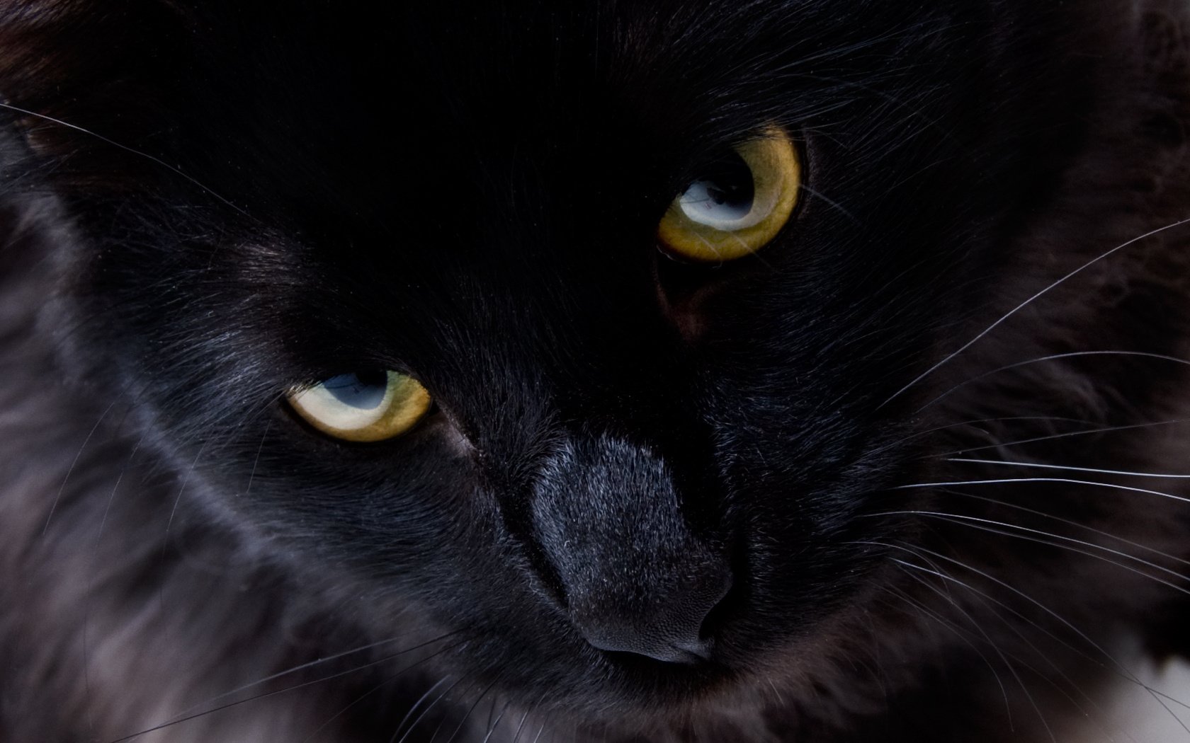 ojos amarillos pelo negro zarcillos animales gato mirada gato ojos macro