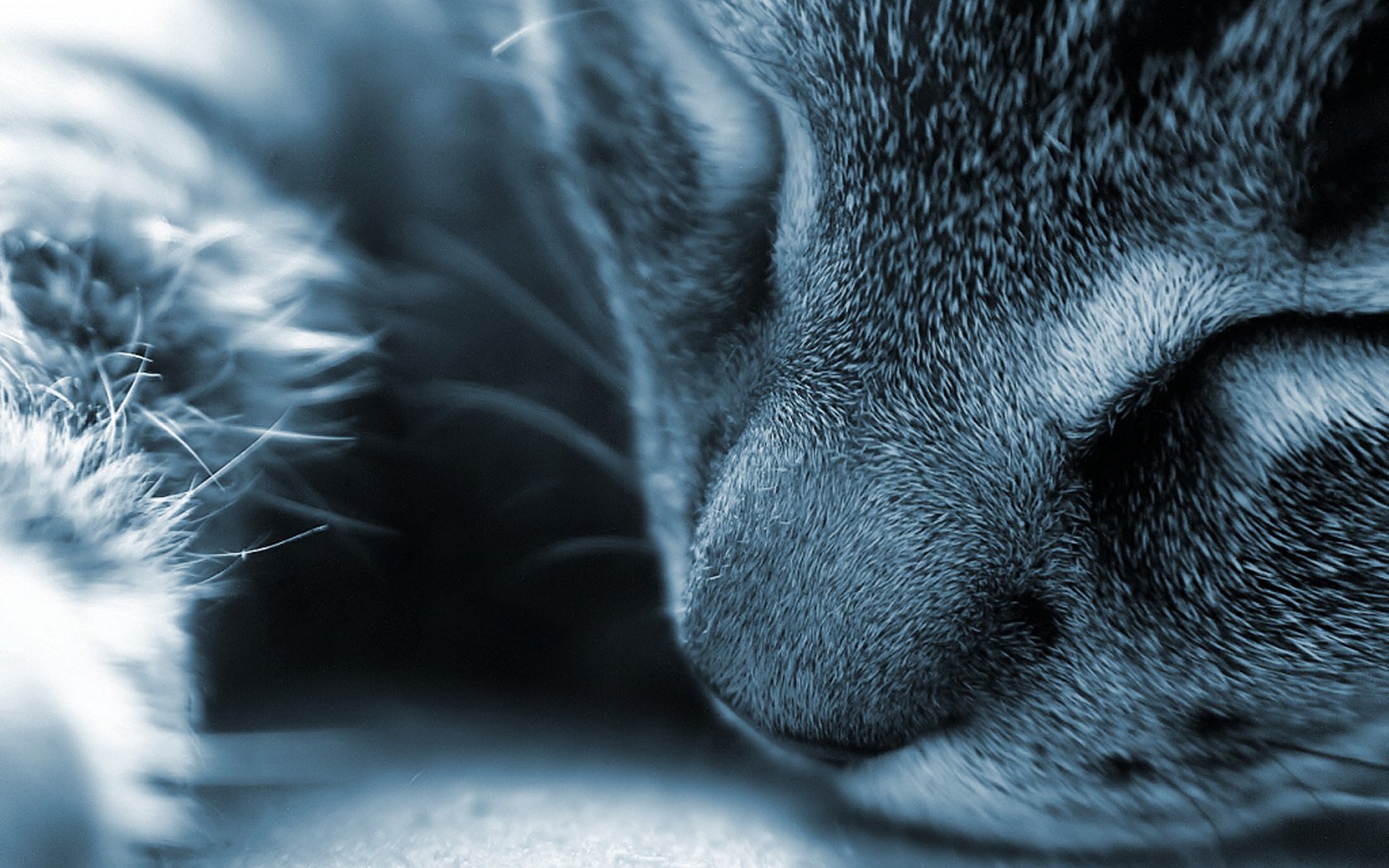 cara de gato blanco gris sueño animales felinos macro