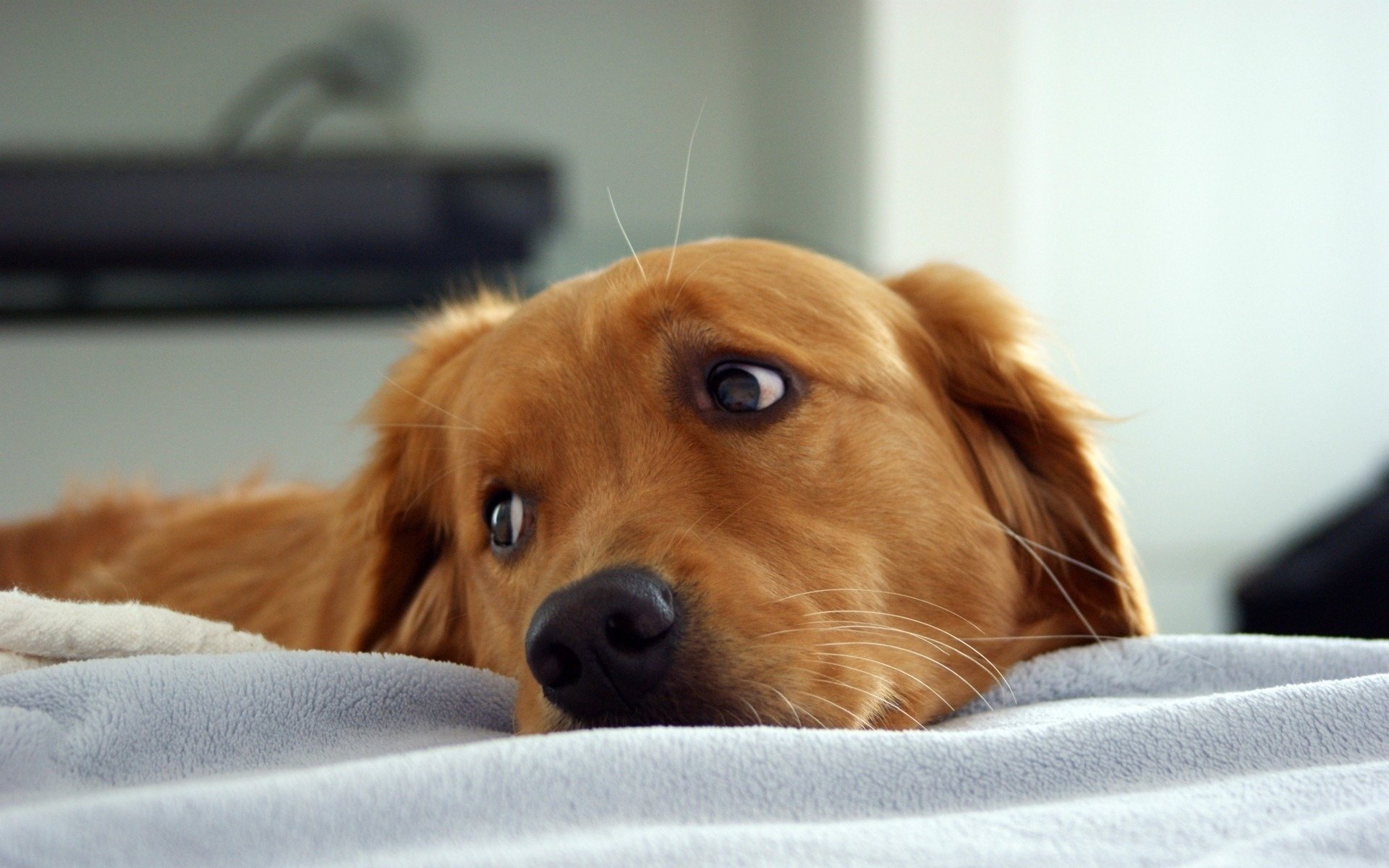 cane rosso sguardo di lato in giro cani sguardo