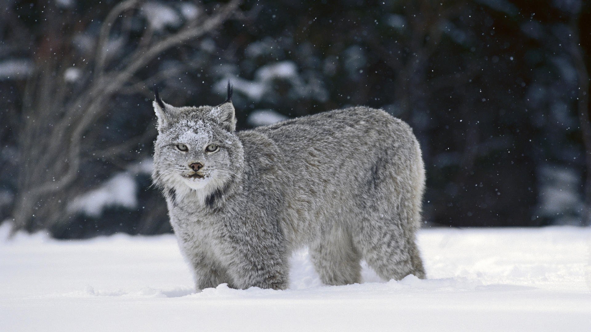 kleine schneeflocken luchs winter tiere raubtiere blick katze augen