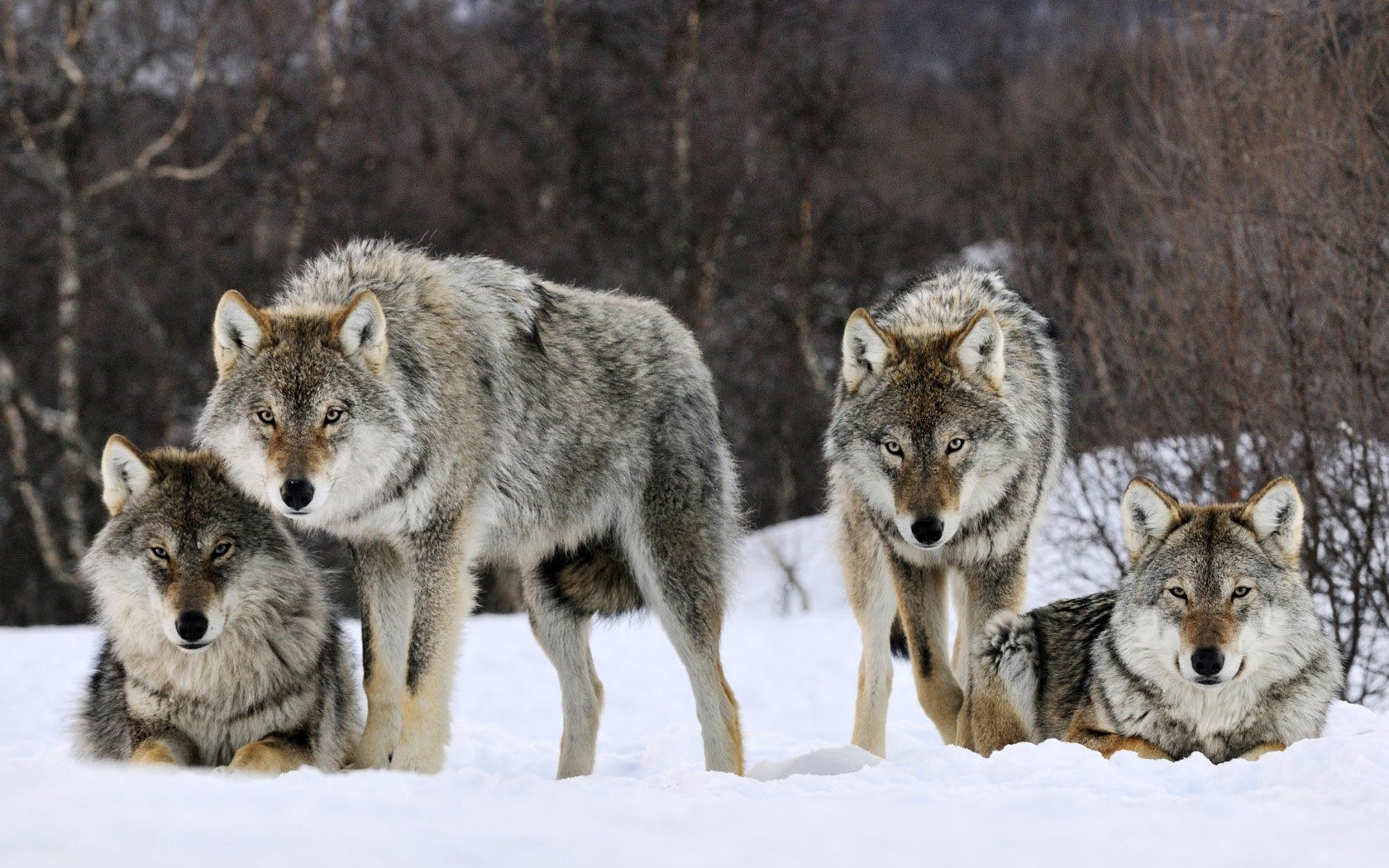 grey handsome a pack of wolves snow wolves look winter