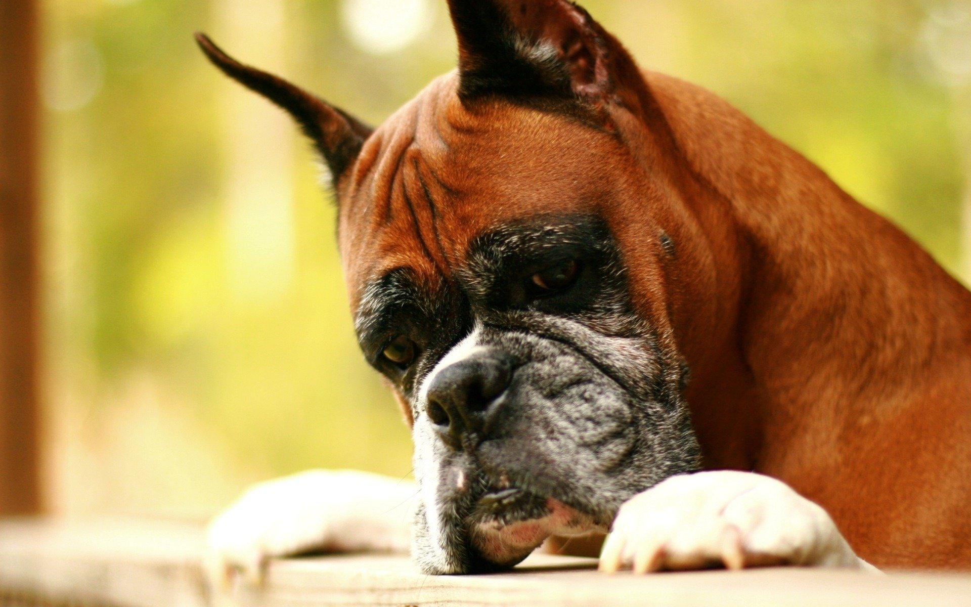 boxeur blessé par la vie chien chiens regard