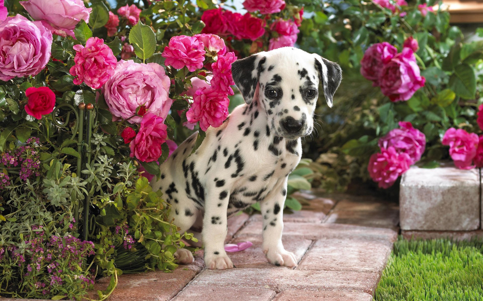 frustrado flores pequeño dálmata perdido perros cachorros mirada