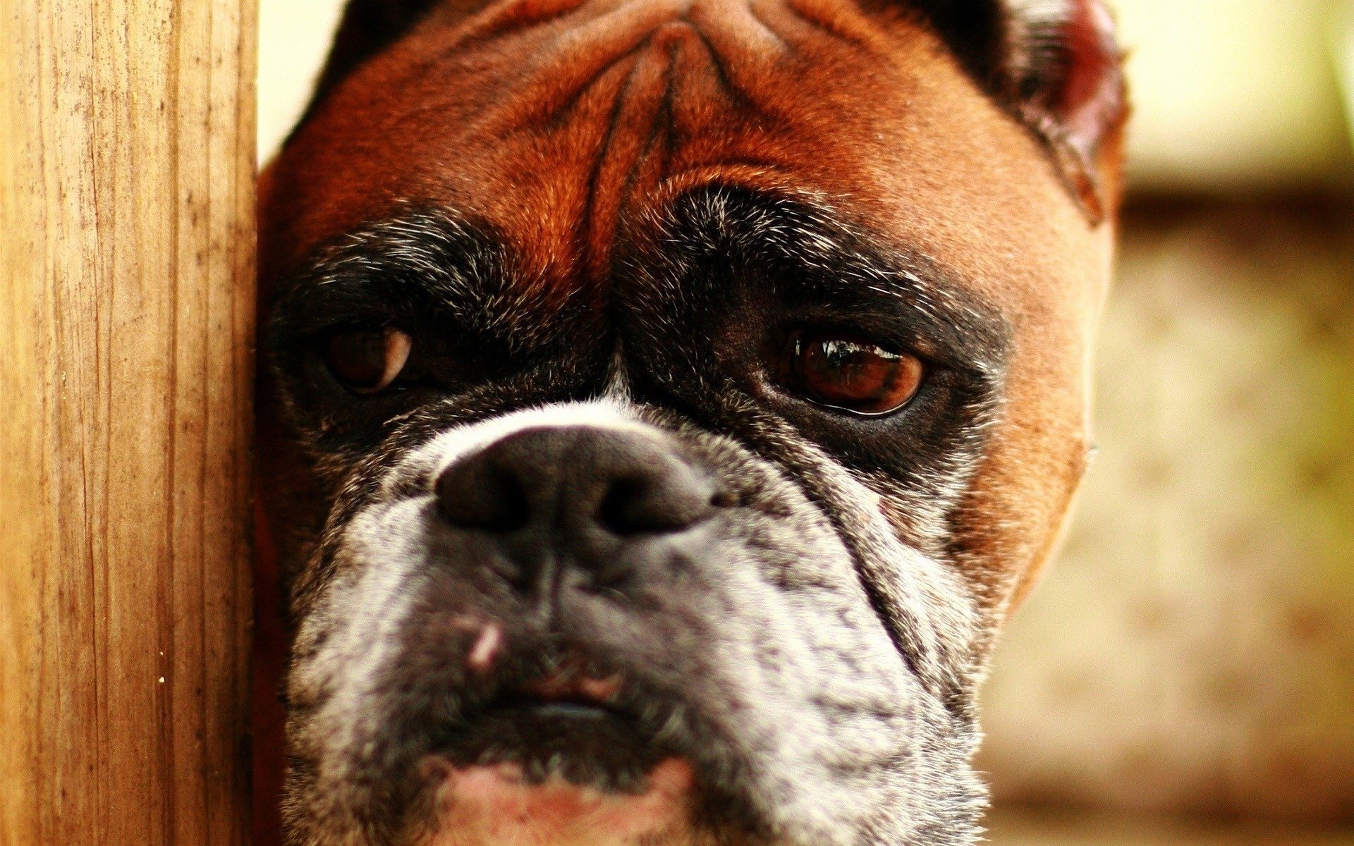 vecchio cagnolino fa capolino boxer cani sguardo