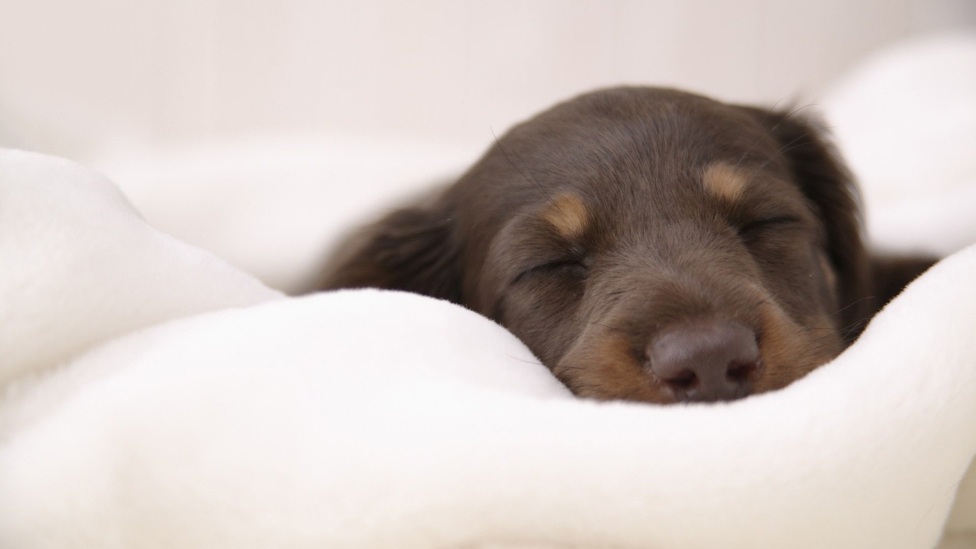 cachorro marrón sueño dulce manta blanca perros cachorros sueño